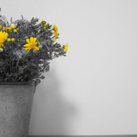 春菊の花