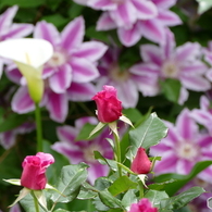 花畑で