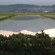 水鏡に写る鳥海山-2