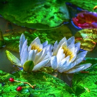 Twins ～Water lily～