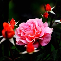 The Rose ～ネクター～
