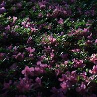 AUTO RIKENON 50/1.7
