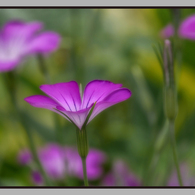 愛しの六甲山へ・・・大好きな花を撮りに・・・・