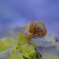 紫陽花の咲く頃　2
