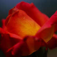 薔薇04