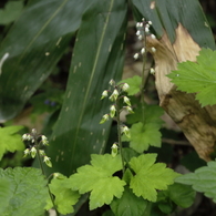 足元の花