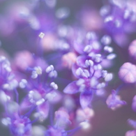 Little Violet