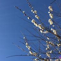20160401_紺碧に白梅花