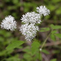 樹陰の花