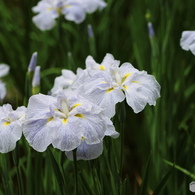 菖蒲
