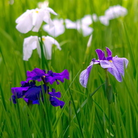 菖蒲