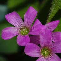 道端の花 2