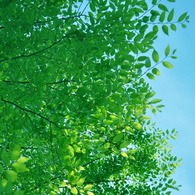夏　空　快晴