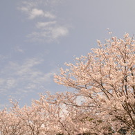 桜空