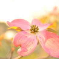 光りをまとって