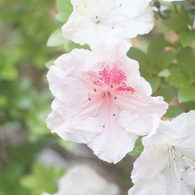 Hexanon 50/2.8 (引き伸ばしレンズ)