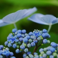 アジサイの花