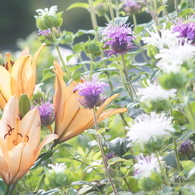 argus CINTAR 135/2.8