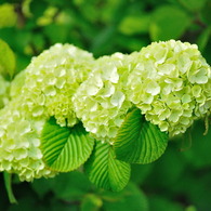紫陽花