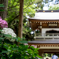 浄智寺・紫陽花 II