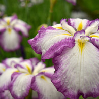 菖蒲の花