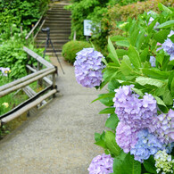 紫陽花