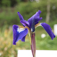 幸運の花