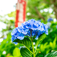 June Ｂｌｕｅ