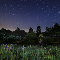 花菖蒲と星空