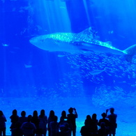 美ら海水族館