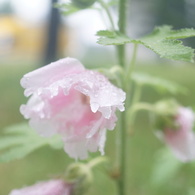 SIGMA mini-wide 28/2.8