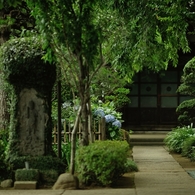 紫陽花を添えて