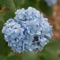 やさし～い水色の紫陽花