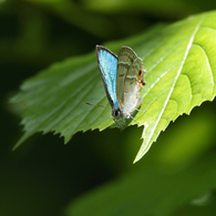 メスアカミドリシジミ（2016年6月17日撮影分）