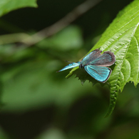 メスアカミドリシジミ（2016年6月17日撮影分）