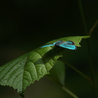 メスアカミドリシジミ（2016年6月17日撮影分）