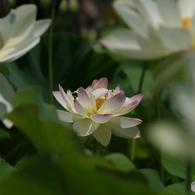蓮華-2