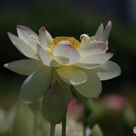 蓮華-3