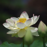 蓮華-4