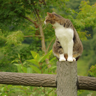 ねこ　その１４１