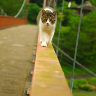 ねこ　その１４４