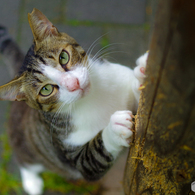 ねこ　その１４５