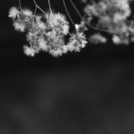 風を待つⅡ　in　monochrome