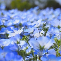 花♡Blue Ocean