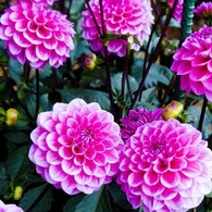 ダリア