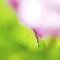 花♡Raindrop