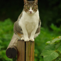 ねこ　その１７２