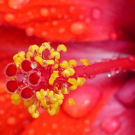 花芯