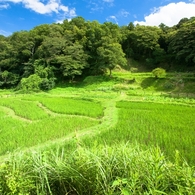 谷戸の青田