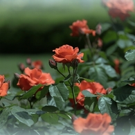 飾り気のない華やかさ